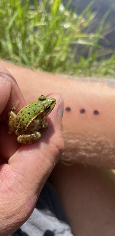 Frosch neben Kambo Dots